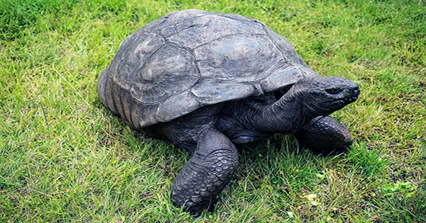 At 190, Jonathan Is Officially the Oldest Tortoise Ever