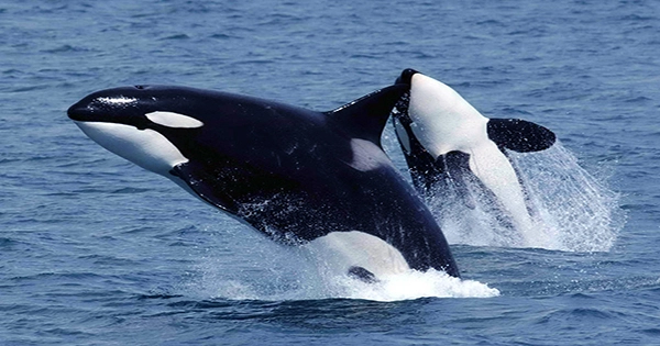 Killer Whales Recorded Hunting Largest Animal on Earth for First Time