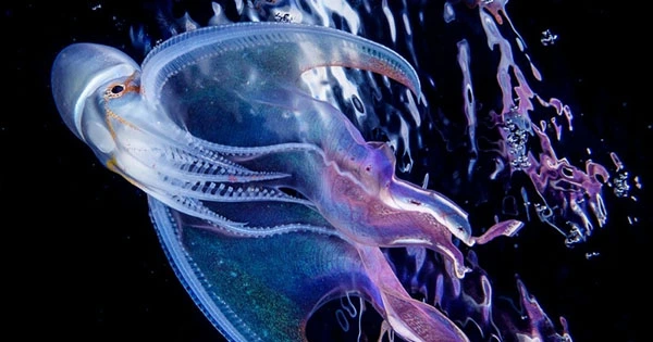 Mesmerizing Twirl of Rare Blanket Octopus Captured On Video