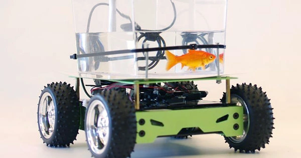 Scientists Train Goldfish to Drive on Land in Tiny Cars
