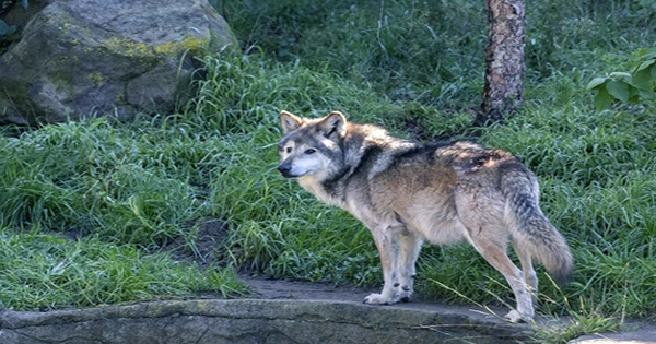 US-Mexico Border Wall Thwarted Endangered Wolf’s Search for a Mate