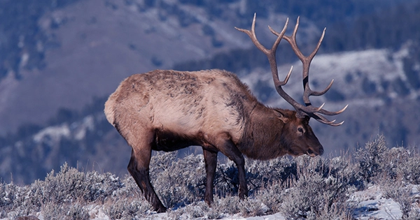 Here’s Why You Shouldn’t Pick Up Antlers in Shedding Season