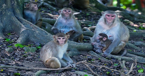 Hurricane on Monkey Island May Have Accelerated Aging in Rhesus Macaques