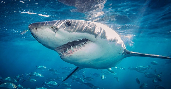 Swimmer Dies in First Fatal Shark Attack in Sydney Since 1963