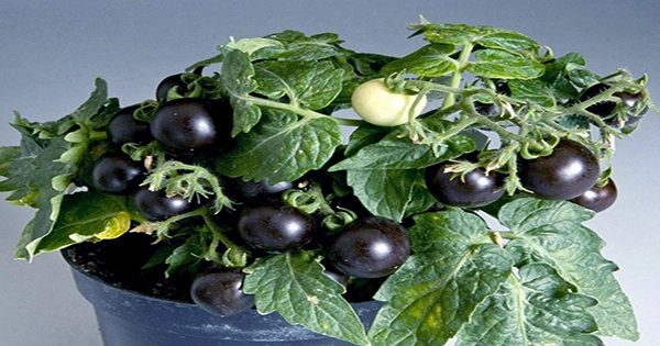 Antioxidant-Rich Genetically Modified Purple Tomato with Extended Shelf Life Seeks Approval