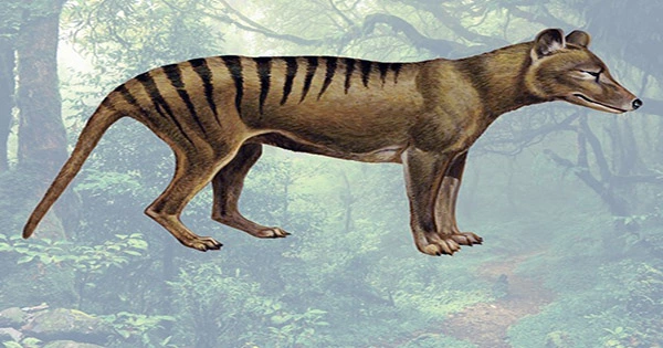Australian Scientists Are Attempting To Bring the Thylacine Back From Extinction
