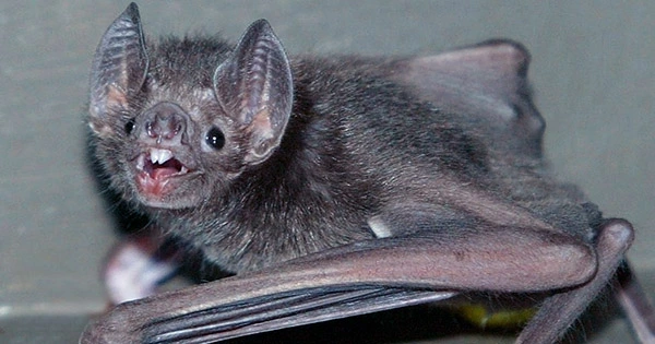 You Look Ridiculous Scientists Tell Big-Nosed Bat upon Rediscovery after 40-Year Hiatus