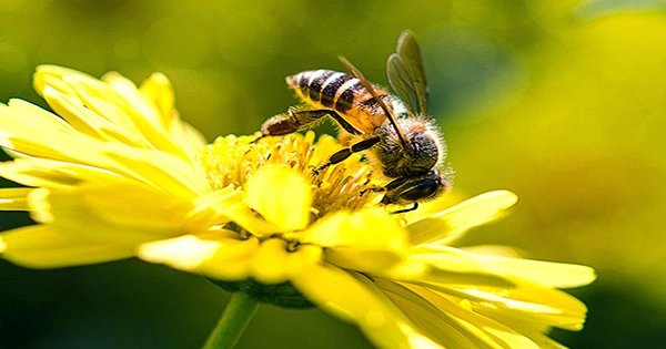 Bees Ejaculate Themselves to Death If Things Get Too Hot