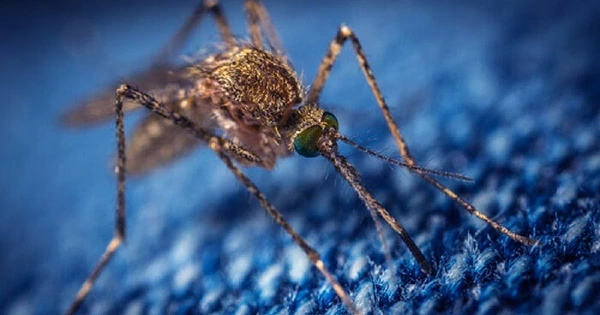 Billions of Genetically Engineered Mosquitoes Permitted For Release in California and Florida