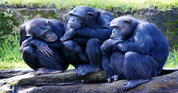 Chimpanzees Consider Intent When Deciding Whether To Judge People