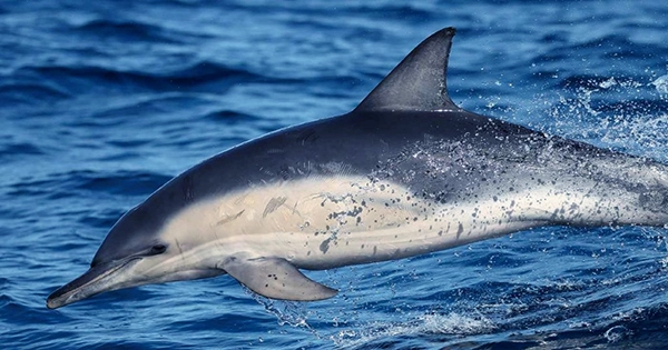 Dolphin Recorded Speaking Porpoise for the First Time