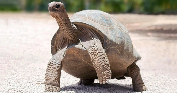 Do Galapagos Tortoises Live On the Galapagos Islands?