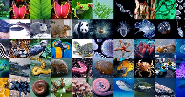 What Is Similar Among All Living Organisms On Earth?
