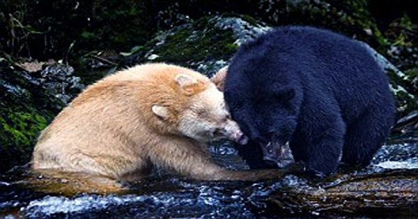 Types of Bears in North America