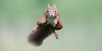 Parkour Maneuvers are Used By Squirrels to Jump From Branch to Branch