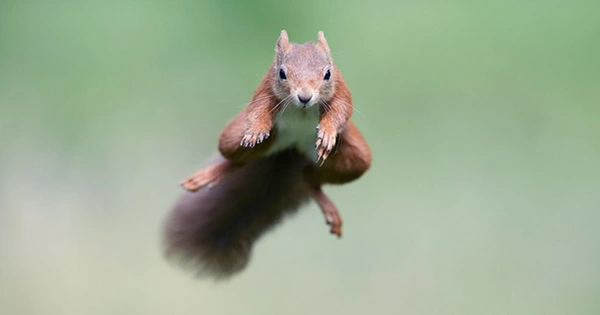 Parkour Maneuvers are Used By Squirrels to Jump From Branch to Branch