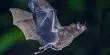 Why Hungry Bats Might be the Cause of the Next Pandemic