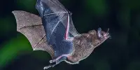 Why Hungry Bats Might be the Cause of the Next Pandemic