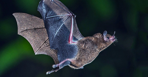 Why Hungry Bats Might be the Cause of the Next Pandemic