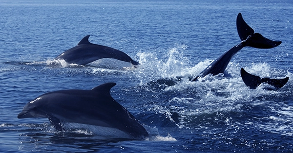 Dolphins That Were Held up on Beaches have Alzheimer’s Disease Symptoms in Their Brains