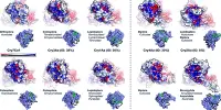 Are Enzymes Proteins?