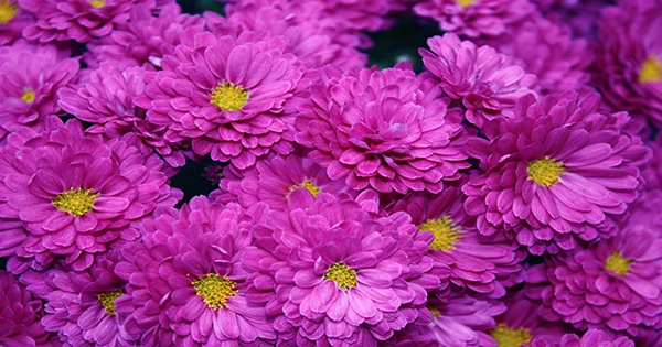 How does John Steinbeck’s “The Chrysanthemums” begin?